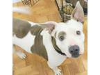 Adopt Angel a Pit Bull Terrier, Mixed Breed