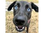 Adopt Astrid a Catahoula Leopard Dog, Mixed Breed