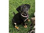 Adopt Snickers a Catahoula Leopard Dog, Labrador Retriever