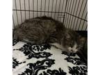 Adopt Olivia a Domestic Long Hair