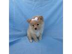 Pomeranian Puppy for sale in La Habra, CA, USA