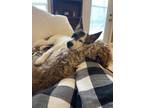 Adopt Ruby a Australian Cattle Dog / Blue Heeler, Border Collie