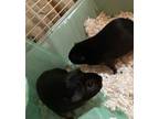 Adopt Mary and Jane a Guinea Pig
