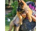 German Shepherd Dog Puppy for sale in Webster, FL, USA