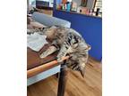 Adopt Glinda a American Shorthair