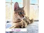 Adopt Abigale a Domestic Short Hair, Abyssinian