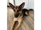 Adopt Olive a German Shepherd Dog