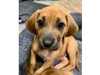 Adopt Lily Mae a Redbone Coonhound