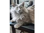 Adopt Baeyah a Domestic Long Hair, Maine Coon