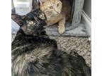 Adopt Lila a Tortoiseshell