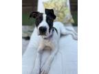 Adopt Lily a American Staffordshire Terrier