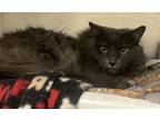 Adopt Shadow a Domestic Long Hair