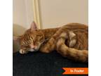 Adopt Oliver a Domestic Short Hair