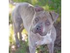 Adopt Juice a Pit Bull Terrier