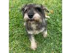 Adopt Robin a Standard Schnauzer