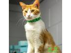 Adopt Colby Jack a Domestic Short Hair