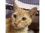 Adopt T.J a Domestic Short Hair