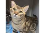 Adopt Ramses the Great a Domestic Short Hair