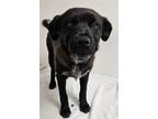 Adopt Jerry a Labrador Retriever, Mixed Breed