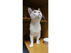 Adopt Byron a Domestic Short Hair