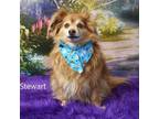 Adopt Stewart a Pomeranian