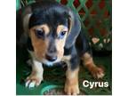 Adopt Cyrus a Beagle