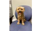 Adopt Opie a Yorkshire Terrier