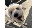 Adopt Hank a Poodle, Silky Terrier