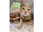 Adopt Barney a Domestic Short Hair