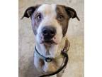 Adopt Klamath a Pit Bull Terrier