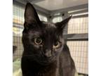 Adopt Grimm a Domestic Short Hair