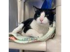 Adopt Calvin a Domestic Short Hair