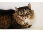 Adopt Hector a Domestic Long Hair