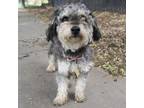 Adopt SAILOR a Poodle, Mixed Breed