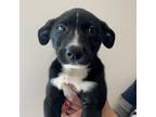 Adopt Chive a Mixed Breed