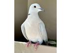 Adopt Nightguard a Dove