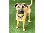 Adopt Brody a Shepherd