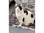 Adopt Seamus a Domestic Short Hair