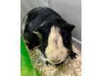 Adopt Manchitas a Guinea Pig