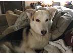 Adopt Kai a Siberian Husky, German Shepherd Dog