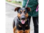 Adopt Atlas a German Shepherd Dog, Doberman Pinscher