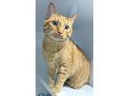 Adopt Tison a Domestic Medium Hair, Domestic Short Hair