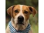 Adopt Bobby a Labrador Retriever, Foxhound