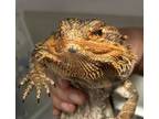 Adopt Nipsey a Bearded Dragon