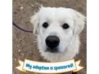 Adopt Everest a Great Pyrenees