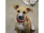 Adopt Falcon a Pit Bull Terrier