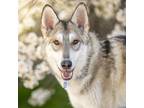 Adopt Akila a Siberian Husky, German Shepherd Dog
