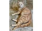 Adopt Buster (FCID# 04/08/2024 - 54 Trainer) a Tabby
