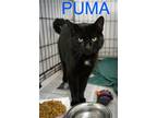 Adopt Puma (FCID# 04/08/2024 - 508 Trainer) a Domestic Short Hair