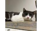 Adopt Braelon a Domestic Short Hair